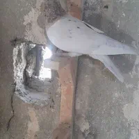 سرور گرفتنی حریف