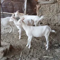 کهره سانن|حیوانات مزرعه|شیراز, داریون|دیوار