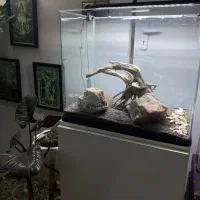 اکواریوم