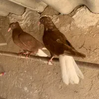 جوجه سرخ دم سفید مهر|پرنده|قم, حنیف نژاد|دیوار