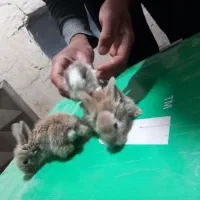 فروش بچه خرگوش|موش و خرگوش|مشهد, ادیب نیشابوری (شهرک غرب)|دیوار