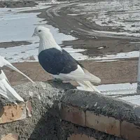 کفتر|پرنده|خوشاب, |دیوار