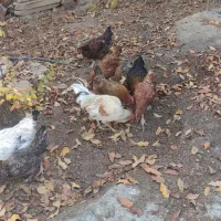 مرغ و خروس محلی  وسه تاش خارجی