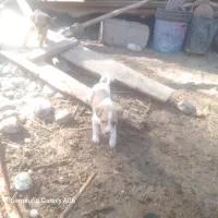 توله پیتبول