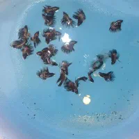 انواع بتا وارداتی از تایلند|ماهی|رشت, گلسار|دیوار