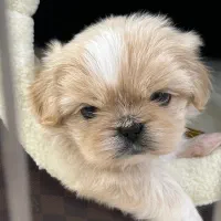 پیکینیز امپریال فوری|سگ|ری, اقدسیه|دیوار