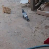 4عدد کبوتر|پرنده|مسجد سلیمان, |دیوار