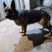 سگ ژرمن
