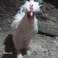 حیوانات مزرعه|حیوانات مزرعه|قم, لبچال|دیوار