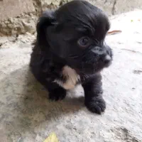 سه توله نر شیتزو فروشی پشمالووغذا میخورن