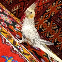 عروس هلندی مینیاتوری نر