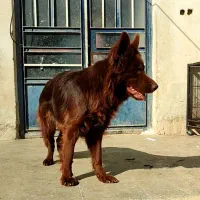 سگ ژرمن لیور ماده جهرم