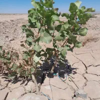 6هکتار-زمین-پسته-با-یک-سهم-آب-24-ساعت-در-نیشابور