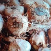 پیاز زعفران