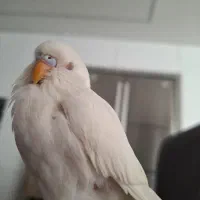 مرغ عشق البینو