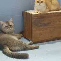 ماده مولد باردار|گربه|فردیس, خیام شرقی|دیوار