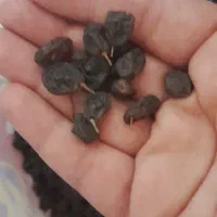 کشمش|خوردنی و آشامیدنی|بناب, |دیوار