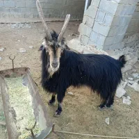 یک پازن فروشی|حیوانات مزرعه|برازجان, |دیوار