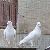 یجفت نروماده|پرنده|اصفهان, شاهد|دیوار