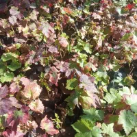 نهــال پـیـوندی سریع الرشد با ضـمانت سلامت|خدمات باغبانی و درختکاری|دورود, |دیوار