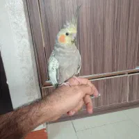 عروس هلندی ماده