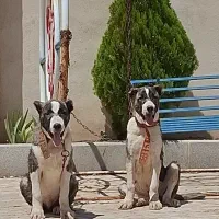 سگ گمشده|حیوانات|مشهد, کوی المهدی|دیوار