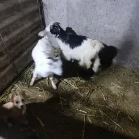 بز4عدد|حیوانات مزرعه|خان ببین, |دیوار