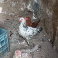 مرغ و خروس محلی فروش فوری