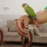 گرینچیک اناناسی