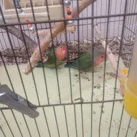 طوطی برزیلی|پرنده|اسلام‌شهر, شهرک مصطفی خمینی|دیوار