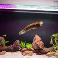 ۲ عدد آکواریوم ریملس بکسامپ و ۲ عدد چانا هایفمن|ماهی|تهران, آسمان|دیوار