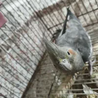 عروس‌هلندی‌ماده|پرنده|ورامین, شهرک مدرس|دیوار