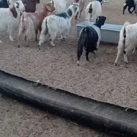 بز جوان ارزان و بره نر هترو|حیوانات مزرعه|دامغان, |دیوار