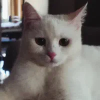 پرشین اسکاتیش ماده