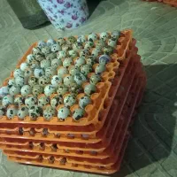 تخم نطفه دار بلدرچین