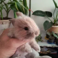 زیبا ترین نژاد بچه خرگوش نژاد ترکیبی لاین هد و لوپ