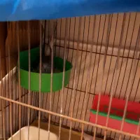 کبوتر خانگی تزئینی پرنده زینتی|پرنده|اصفهان, بهارستان|دیوار