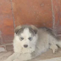 3000000000000|سگ|یاسوج, |دیوار