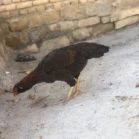 مرغ لاری اصل|حیوانات مزرعه|صومای برادوست, |دیوار