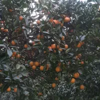 پرتغال ونارنگی