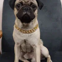 سگ نژاد پاگ