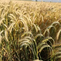 گندم اوکراینی فولیسکا