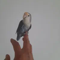 طوطی برزیلی