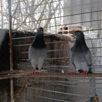 کبوتر و قفس کبوتر