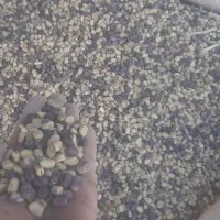 باقله گاوی(باقالی)