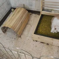 خرگوش باکلیه لوازم که میشه برای سگ هم استفاده کرد