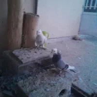 یک جفت نر سفید و شازده سبز