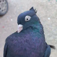 کبوتر زاغ|پرنده|سعدآباد, |دیوار