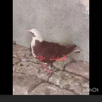 کبوتر|پرنده|مراغه, |دیوار