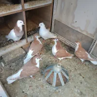 ساده زرد و طوقی